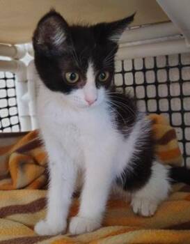 Kitten 27888 (Bonnie) -  Domestic Short Hair Cat for Adoption in Parlier, California - Kitten 27888 (Bonnie) | PetCurious