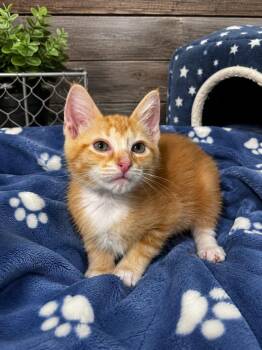 Purruno Mars -  Domestic Short Hair Cat for Adoption in Chattanooga, Tennessee - Purruno Mars | PetCurious