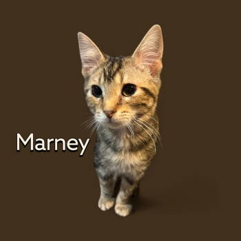 Rescue Domestic Short Hair Cats for Adoption in Cromwell, Kentucky - Marney | PetCurious