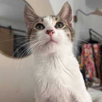 Mengsoo -  Domestic Short Hair Cat for Adoption in Yucca Valley, California - Mengsoo | PetCurious