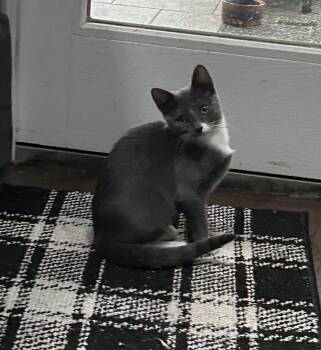 Stormy Lady -  Domestic Short Hair Cat for Adoption in Trenton, New Jersey - Stormy Lady | PetCurious