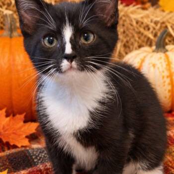 Barnaby -  Domestic Short Hair Cat for Adoption in Seven Valleys, Pennsylvania - Barnaby | PetCurious
