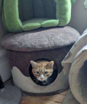 Rescue Domestic Short Hair and Tabby Cats for Adoption in Allentown, Pennsylvania - Rocky | PetCurious