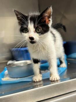 Bowie -  American Shorthair Cat for Adoption in Plymouth, Connecticut - Bowie | PetCurious