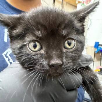 LILY KITTEN8 -  Domestic Short Hair Cat for Adoption in Richmond, California - LILY KITTEN8 | PetCurious