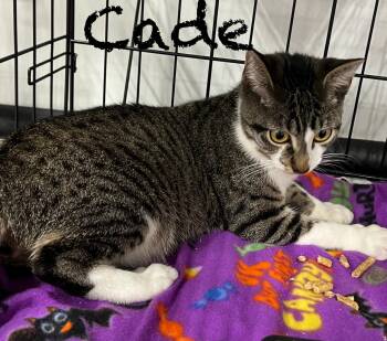 Rescue Tabby Cats for Adoption in Deltona, Florida - Cade | PetCurious