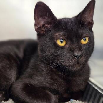 Chunk -  Domestic Short Hair Cat for Adoption in Sarasota, Florida - Chunk | PetCurious