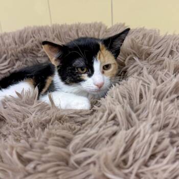 Maple -  Domestic Short Hair Cat for Adoption in East Hampton, New York - Maple | PetCurious