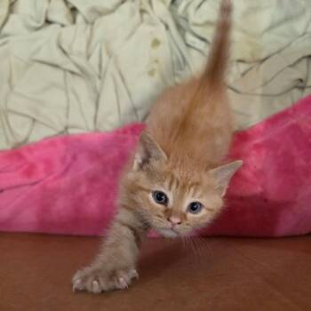 Domestic Short Hair Cats Available for Adoption - Phoenix | PetCurious