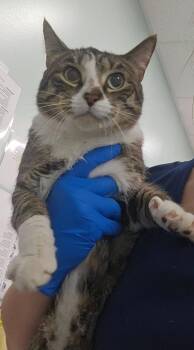 Freddie -  Domestic Short Hair Cat for Adoption in Athens, Tennessee - Freddie | PetCurious