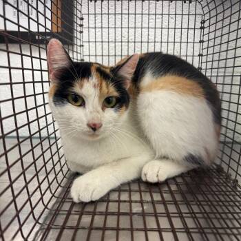 Domestic Short Hair Cats Available for Adoption - Kimberly | PetCurious