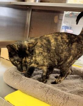 Rescue Domestic Short Hair Cats for Adoption in Pocatello, Idaho - Nina 44949 | PetCurious