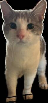 Lucas -  Domestic Short Hair Cat for Adoption in Kansas City, Missouri - Lucas | PetCurious