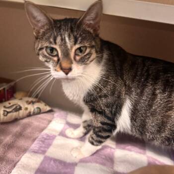 Sky -  Domestic Short Hair Cat for Adoption in Wheeling, Illinois - Sky | PetCurious