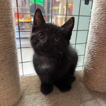 Domestic Short Hair Cats Available for Adoption in Sarasota, Florida - Yale | PetCurious