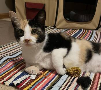 Melody -  Domestic Short Hair Cat for Adoption in Port Washington, Wisconsin - Melody | PetCurious