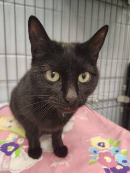 Rescue Domestic Short Hair Cats for Adoption in Saint Clairsville, Ohio - Izzy | PetCurious
