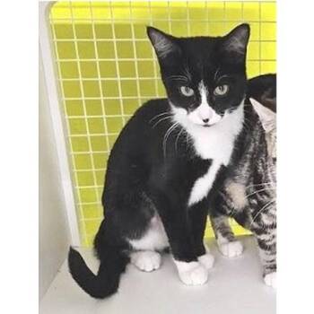 Rescue Domestic Short Hair Cats for Adoption in Millcreek, Utah - Gemma | PetCurious