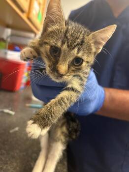 Rescue Domestic Short Hair Cats for Adoption in Lockhart, Texas - Bob | PetCurious