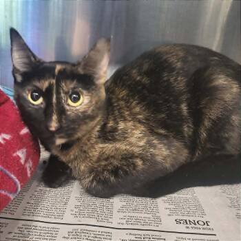 Domestic Short Hair Cats Available for Adoption in Belleville, Illinois - Guinea Pig | PetCurious