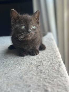 Milli Vanilli -  Domestic Short Hair Cat Available for Adoption - Milli Vanilli | PetCurious
