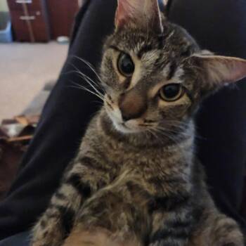 Tabby Cats Available for Adoption in Macomb, Michigan - Penelope | PetCurious