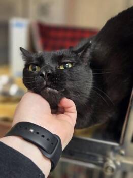 Domestic Short Hair Cats Available for Adoption in Westland, Michigan - Moonlight | PetCurious