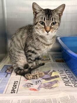 TINEY -  Domestic Short Hair Cat for Adoption in Corpus Christi, Texas - TINEY | PetCurious