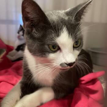 Domestic Short Hair Cats Available for Adoption - Myra | PetCurious