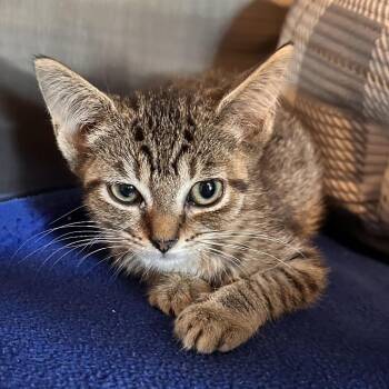 Rambo -  Domestic Short Hair Cat for Adoption in Rocky Mount, Virginia - Rambo | PetCurious