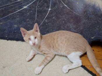 Nora - Blind Kitten -  Domestic Short Hair Cat for Adoption in Brampton, Ontario - Nora - Blind Kitten | PetCurious