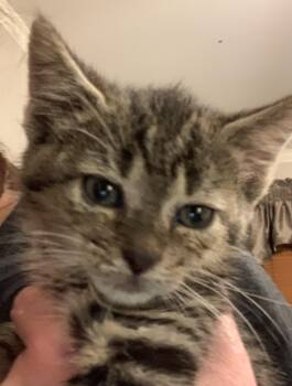 Rescue Domestic Short Hair Cats for Adoption in Washington Township, New Jersey - Fozzie | PetCurious