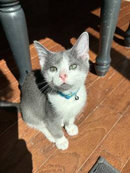 Arlo -  Domestic Short Hair Cat for Adoption in Mishawaka, Indiana - Arlo | PetCurious