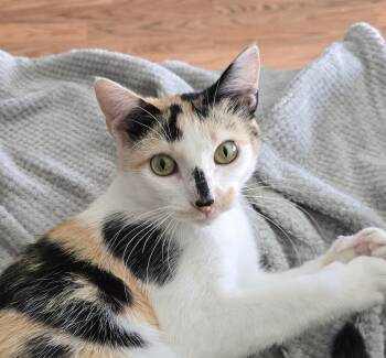 Kelly -  Domestic Short Hair Cat for Adoption in Wilmington, North Carolina - Kelly | PetCurious