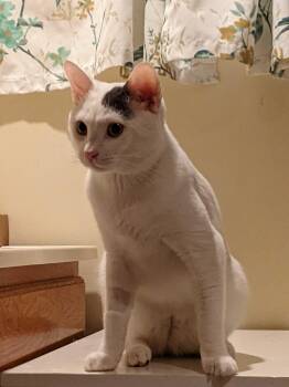 Parton -  Domestic Short Hair Cat for Adoption in Toronto, Ontario - Parton | PetCurious