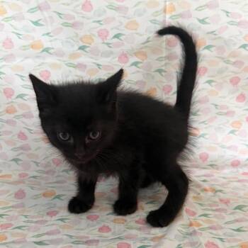 Clue -  Domestic Short Hair Cat Available for Adoption - Clue | PetCurious