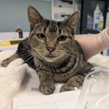 Cassiopeia -  Domestic Short Hair Cat for Adoption in New Castle, Delaware - Cassiopeia | PetCurious
