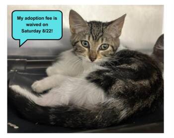LONDON* -  Domestic Short Hair Cat for Adoption in Santa Cruz, California - LONDON* | PetCurious
