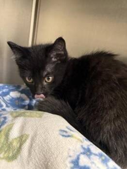 Moss -  Domestic Short Hair Cat for Adoption in Fairfax, Virginia - Moss | PetCurious