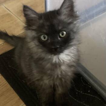 Bailey -  Domestic Medium Hair Cat for Adoption in Riverside, California - Bailey | PetCurious