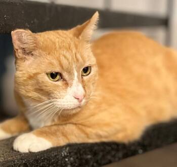 Rescue Domestic Short Hair Cats for Adoption in Othello, Washington - Rupert | PetCurious