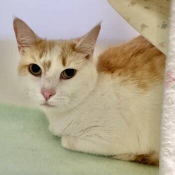 Tofu -  Domestic Short Hair Cat for Adoption in Reisterstown, Maryland - Tofu | PetCurious