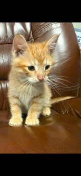 Kesha Jr -  Domestic Medium Hair Cat for Adoption in Shrewsbury, Massachusetts - Kesha Jr | PetCurious
