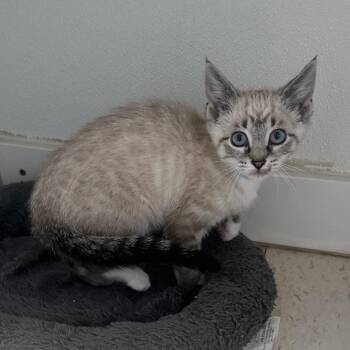 Han C 1 -  Domestic Short Hair Cat for Adoption in Union, Missouri - Han C 1 | PetCurious