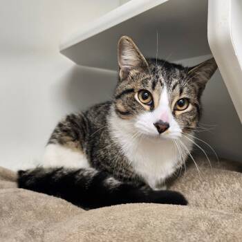 Rescue Domestic Short Hair Cats for Adoption in Jasper, Indiana - Marshmallow | PetCurious