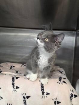 Domestic Medium Hair Cats Available for Adoption in Hagerstown, Maryland - GUMMYBEAR | PetCurious