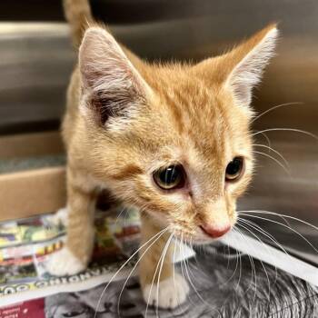 DOPPIO -  Domestic Short Hair Cat for Adoption in St. Louis, Missouri - DOPPIO | PetCurious