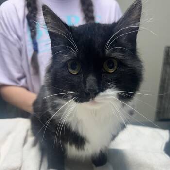 Domestic Medium Hair Cats Available for Adoption in West Point, Mississippi - Tatum | PetCurious