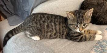 Rescue Domestic Short Hair Cats for Adoption in Breinigsville, Pennsylvania - Arthur | PetCurious