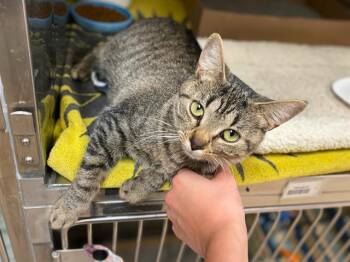 Rescue Domestic Short Hair Cats for Adoption in Fort Wayne, Indiana - BROTH | PetCurious